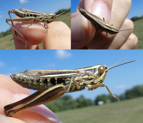 Euchorthippus declivus